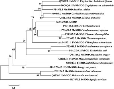 Thermoacidophilic Alicyclobacillus Superoxide Dismutase: Good Candidate as Additives in Food and Medicine